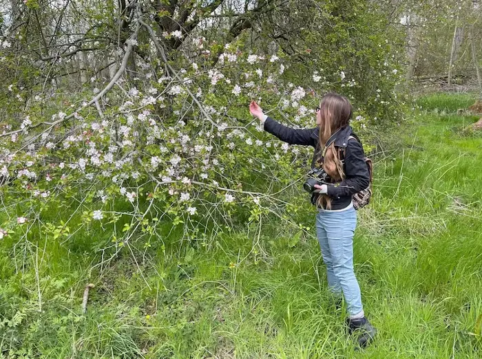 Wild crab apple tree in Harlestone Firs