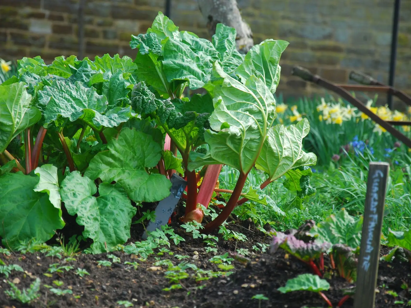 Fresh spring rhubarb