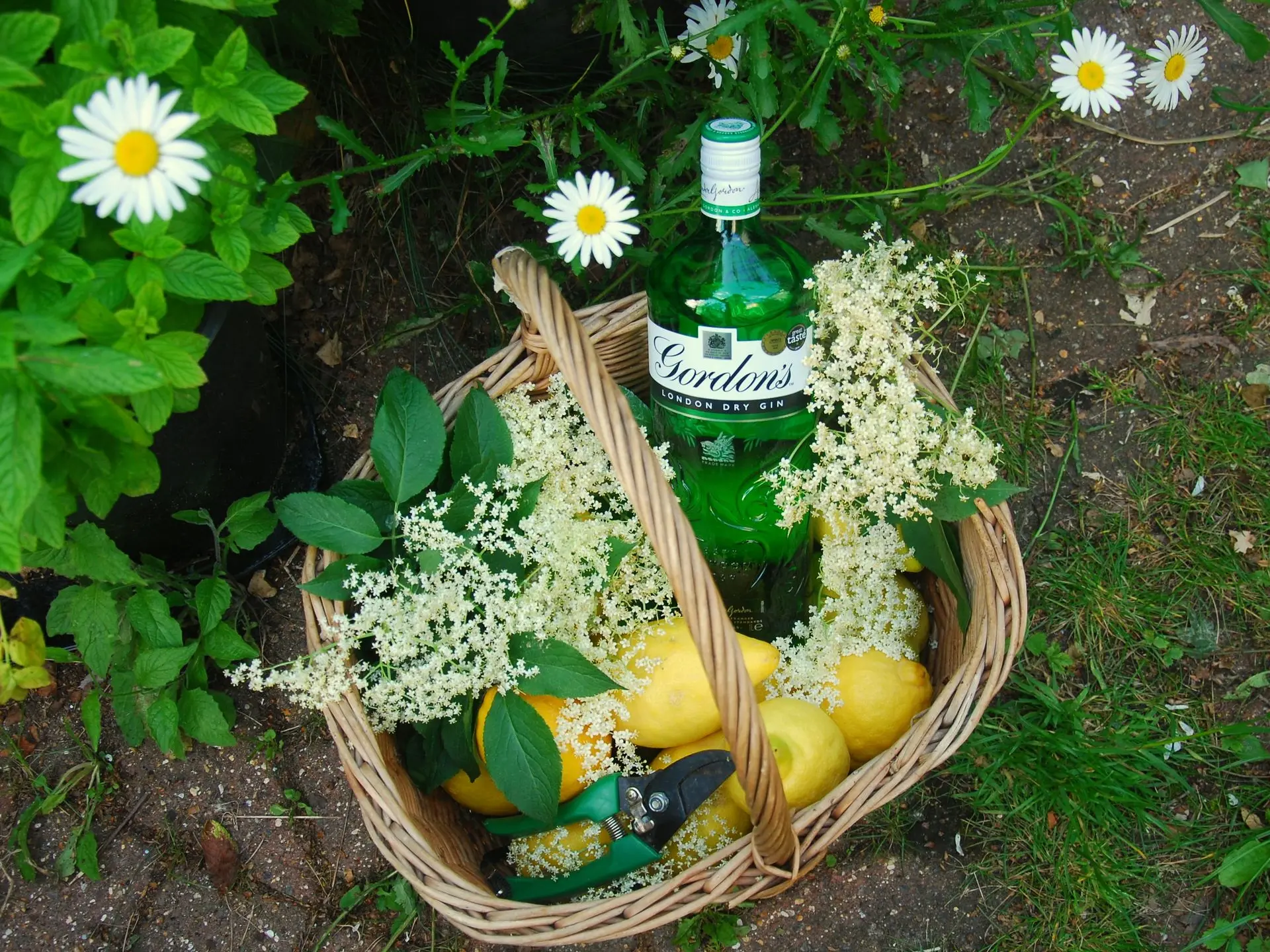 Elderflower gin